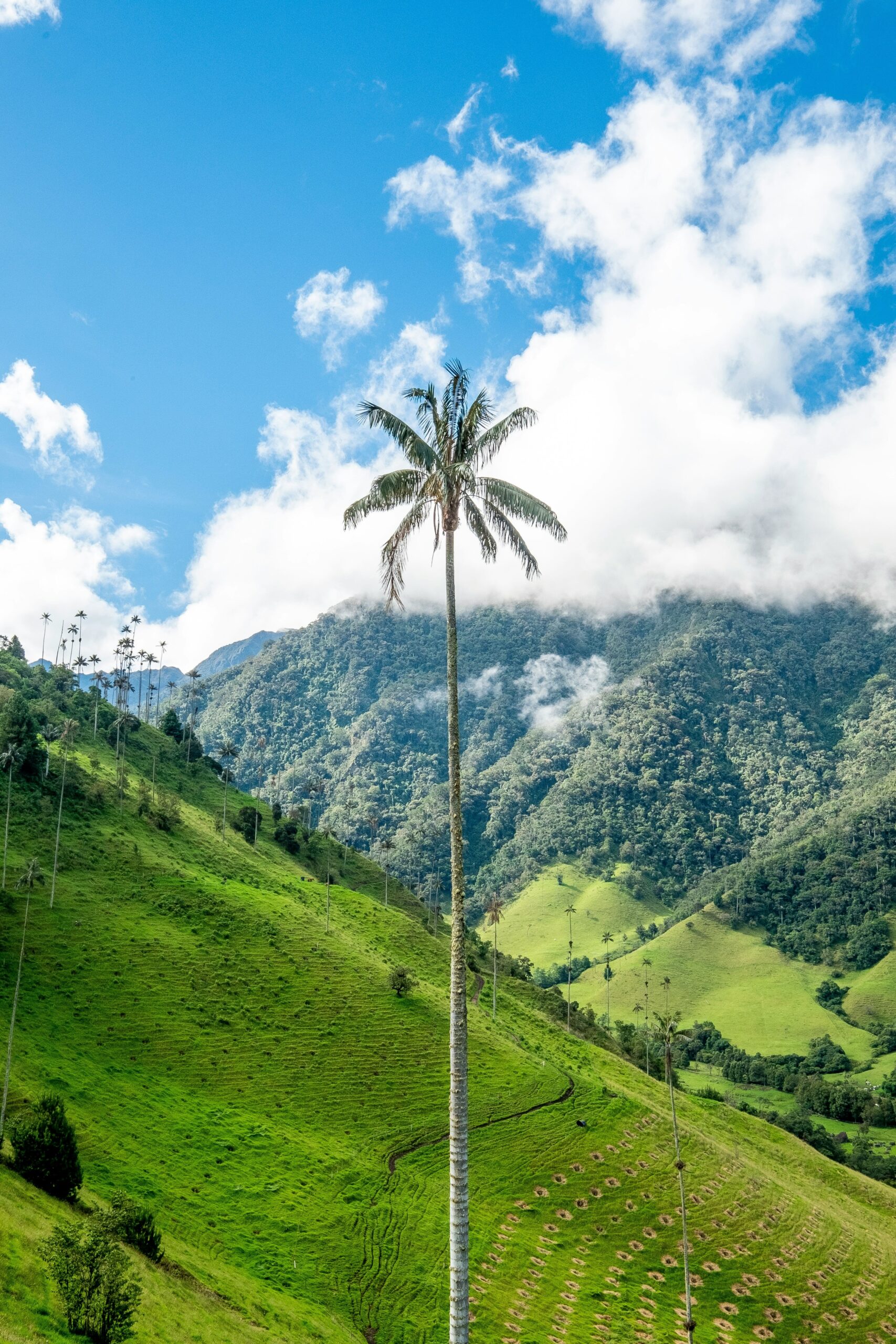 A towering wax palm tree stands against the lush green hills of Colombia’s Cocora Valley - Colombia 2026- South America's best-kept secret!