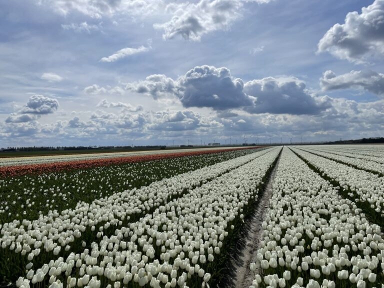 Tulip Tour to Holland – Spring 2025