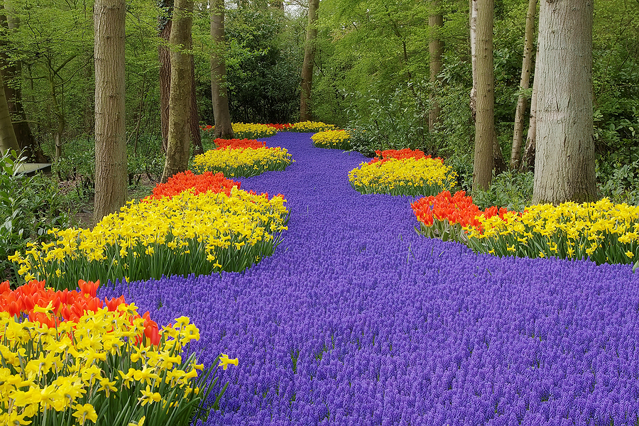 A vibrant garden scene featuring a winding path of purple flowers surrounded by rows of bright yellow and red blooms - Tulip Season in the Netherlands!