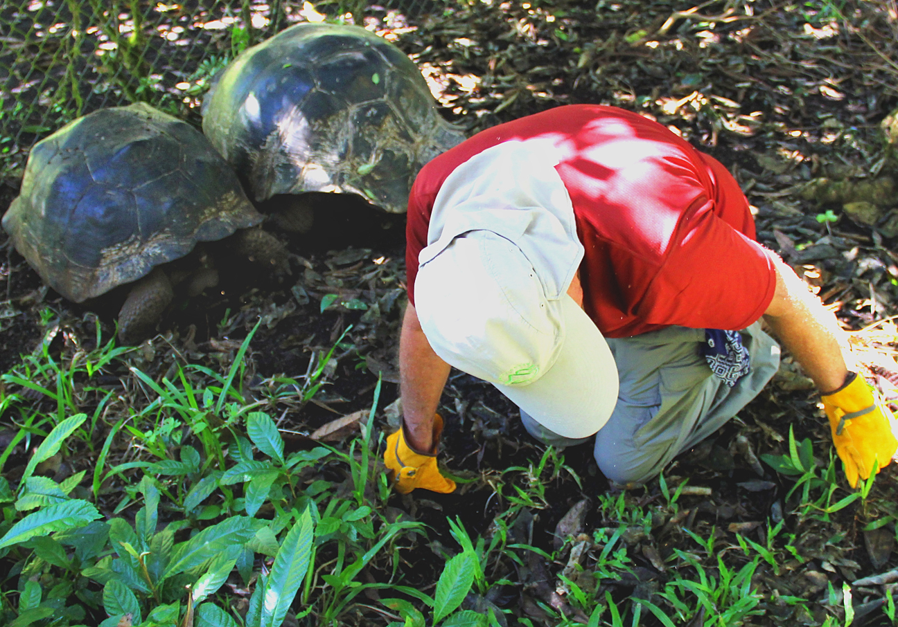 Two-tortoises-with-volunteer