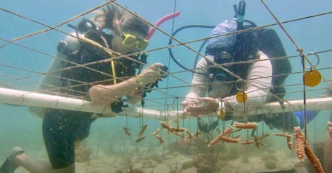 Two divers building and artificial reef structures - Coral Restoration Experience - Mother of Corals