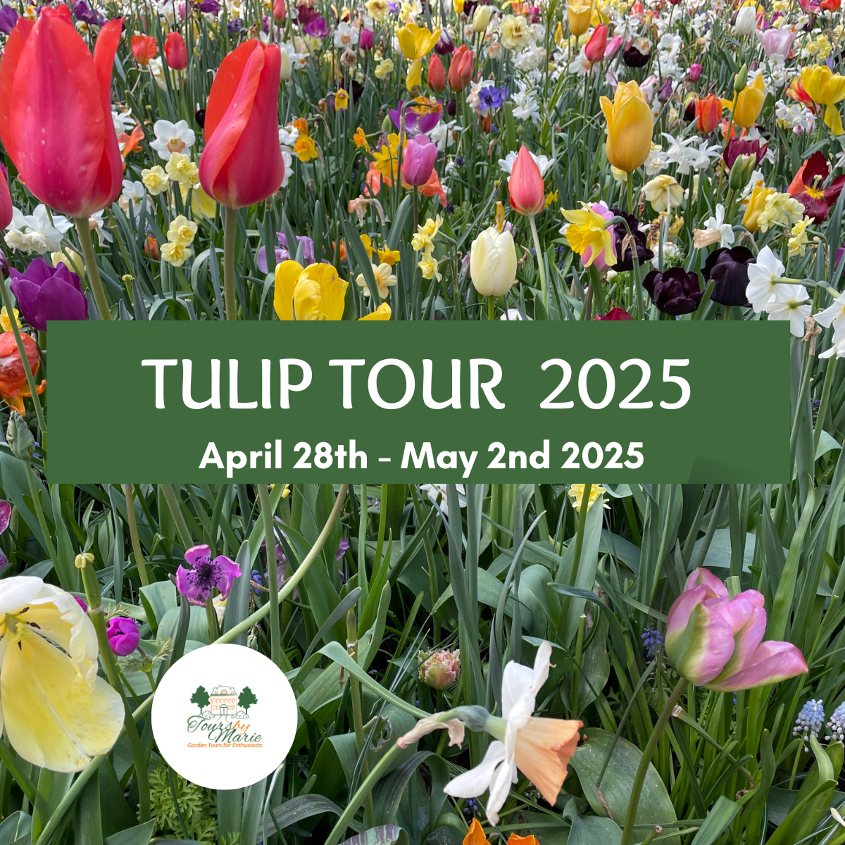 Bright, colorful tulips in full bloom with the text 'Tulip Tour to Holland - Spring 2025' overlaid on the image.