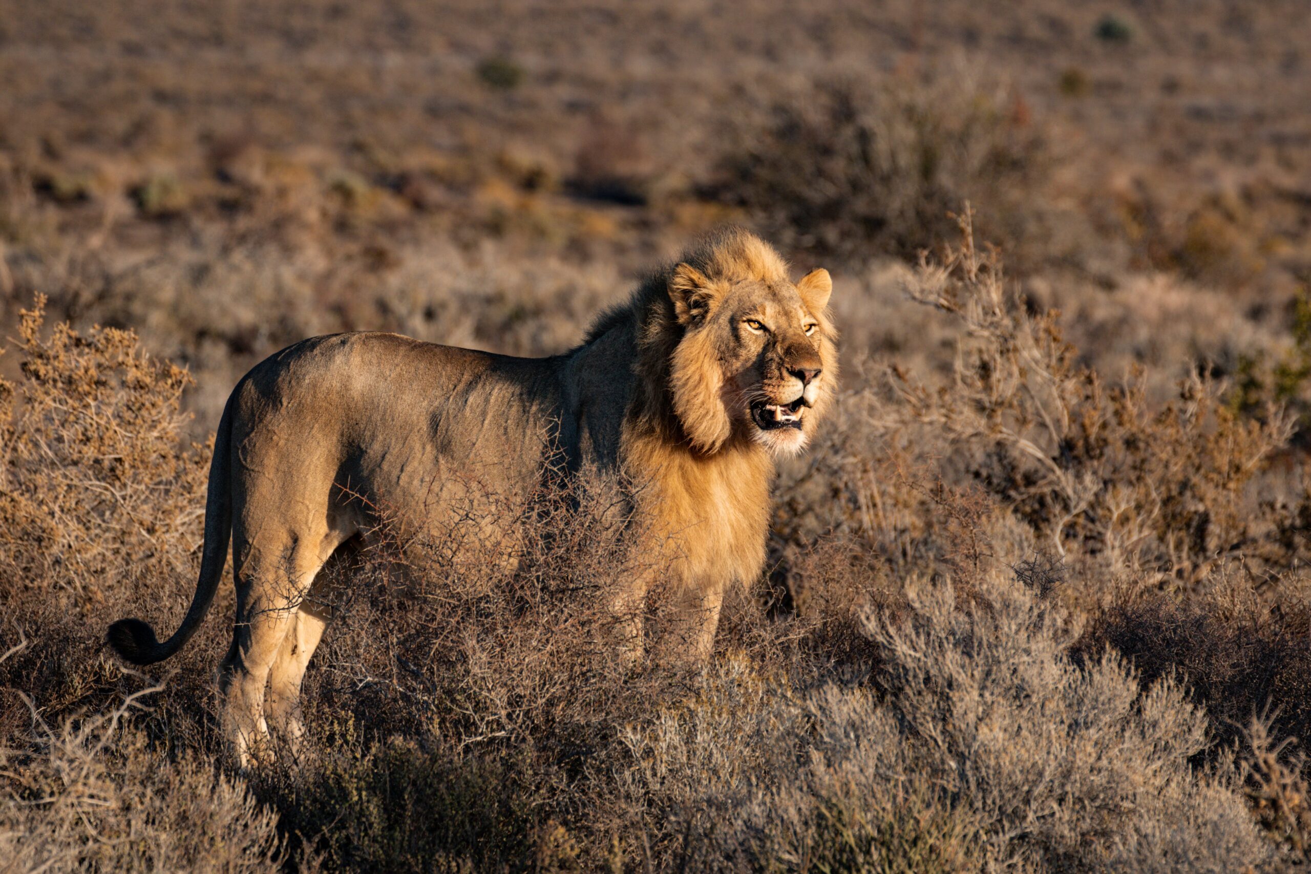 A lion at the Maasai Mara - Magical Kenya Safari Experience