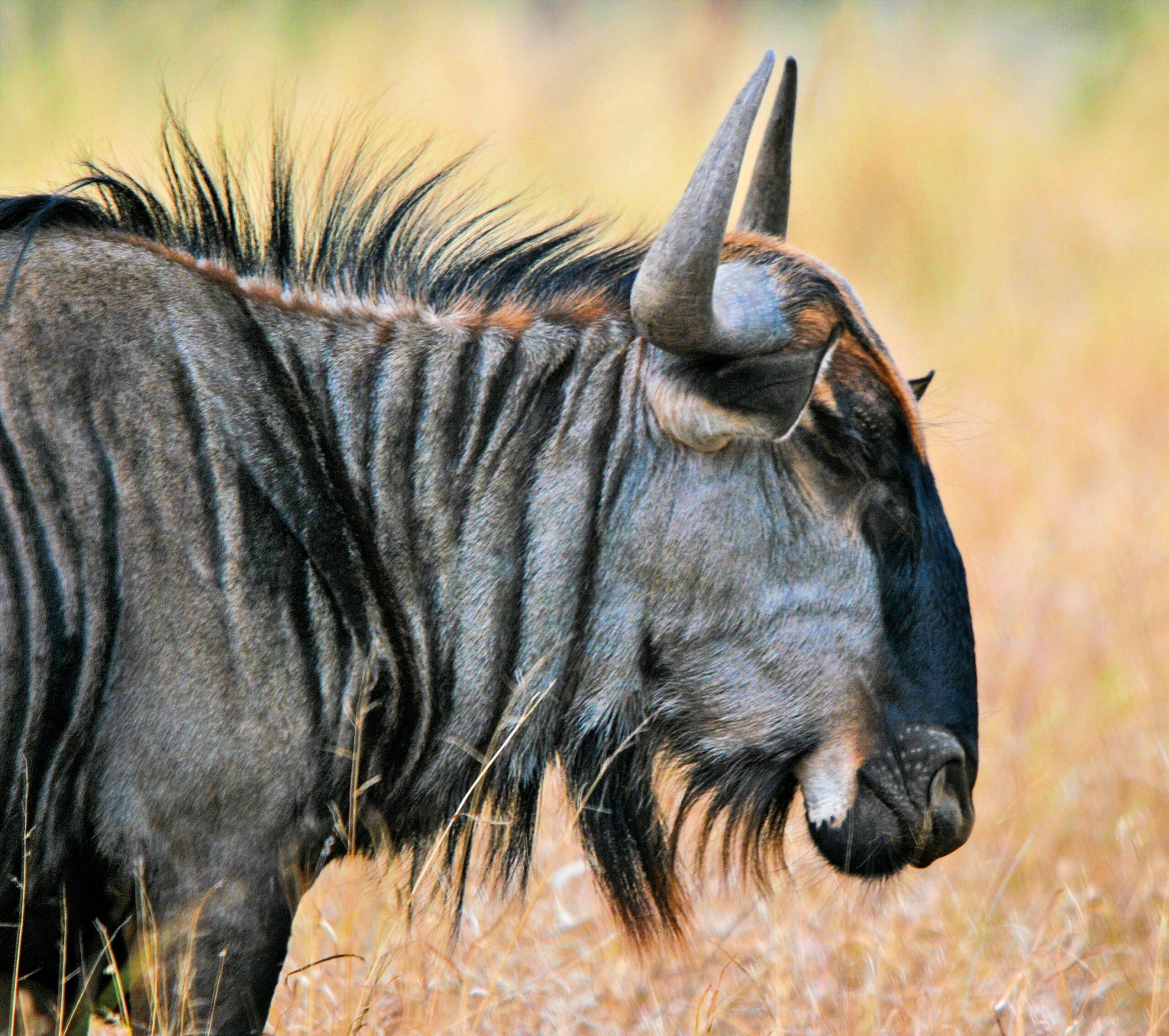 A Wildebeest at the Maasai Mara a stop of our 10 days Kenya & Tanzania