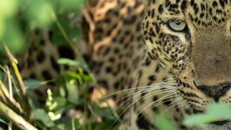 Enjoy a Slow Safari in Zambia