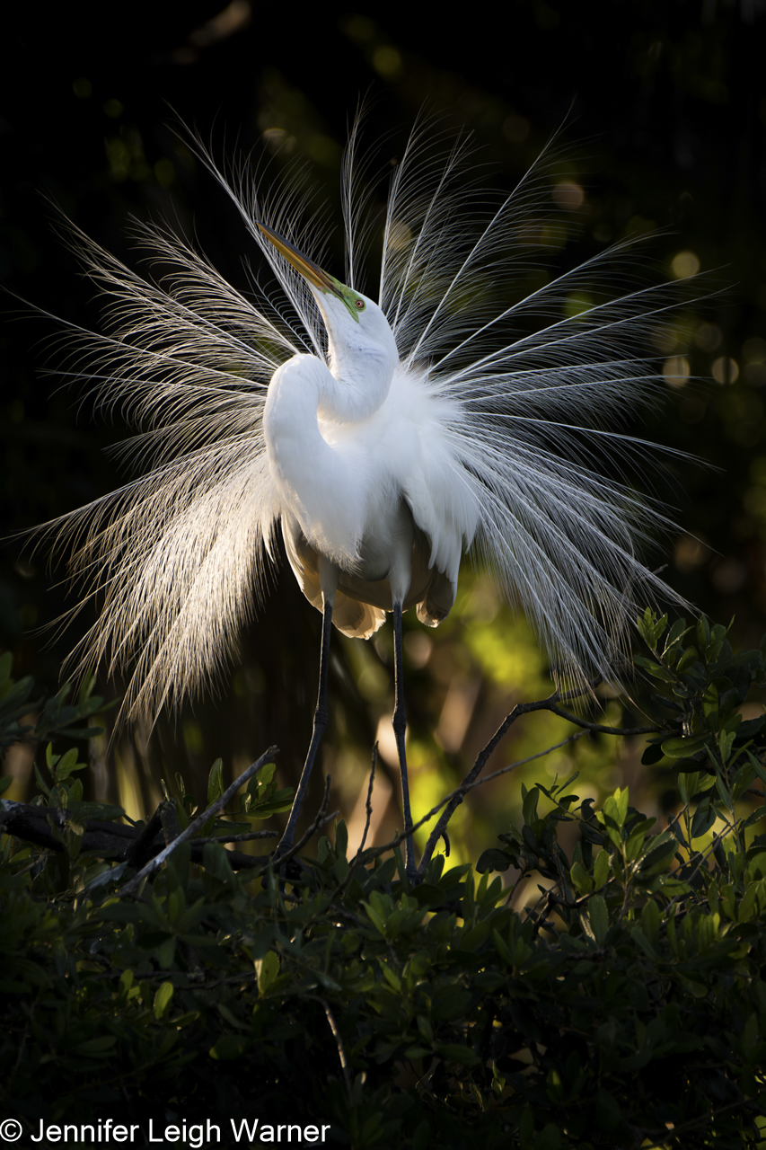 A white bird shows off its plumage in a beautiful, high quality photography - Florida Nesting Birds Photography - Women in Wildlife Photography