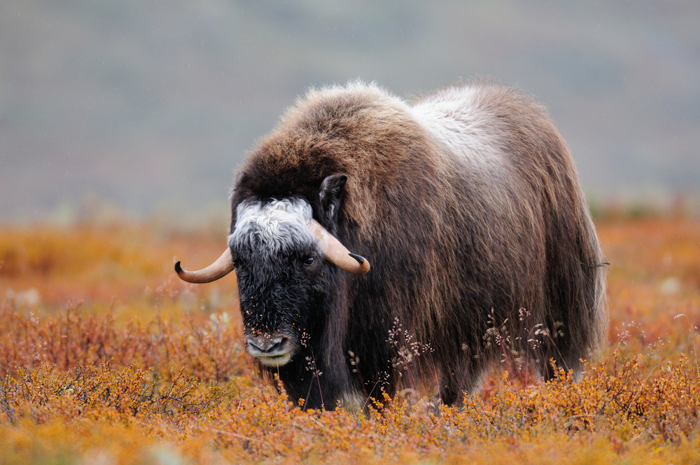 A musk ox grazes a field in Alaska - Northern Lights Photography - Women in Wildlife Photography