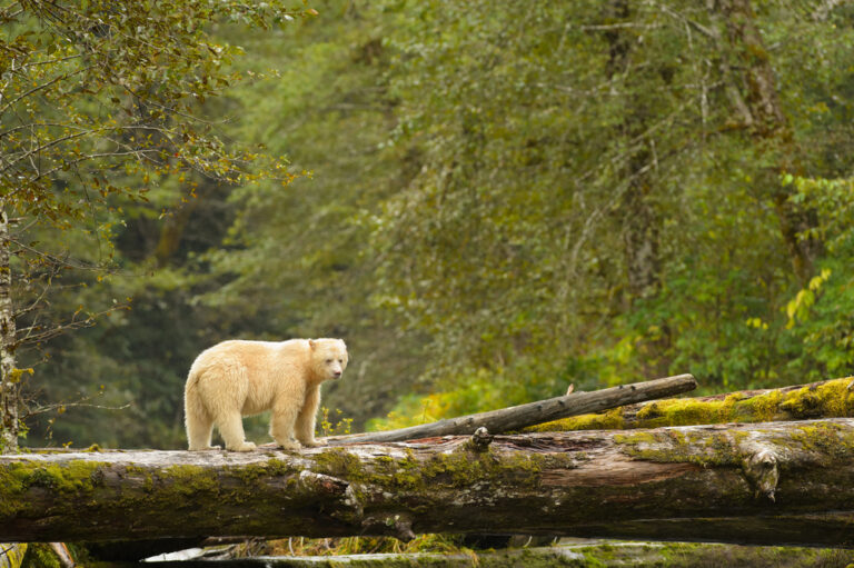 The Great Bear Rainforest – Come Sail Away!
