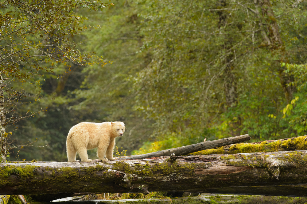 A giant polar bear calmly struts on a fallen log in the rainforest - The Great Bear Rainforest Photography Tour - Women in Wildlife Photography