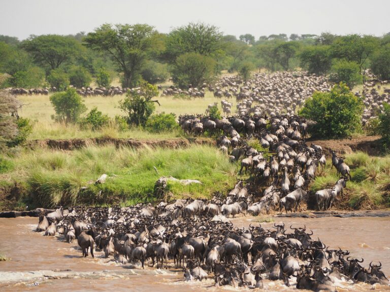 Wildebeest Migration Safari and Zanzibar Beach Holiday.