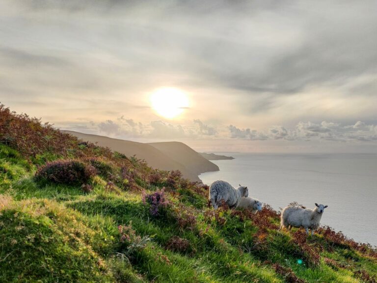 Sheep grazing on a lush green hillside with vibrant wildflowers, overlooking the dramatic cliffs and coastline of North Devon at sunset."