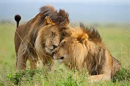 Two male lions nuzzle each other to illustrate the South Africa Safari hosted by Women Traveling the World.