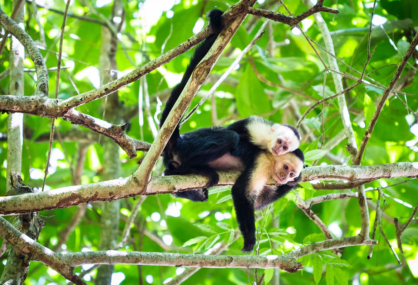 A curious capuchin monkey perched atop a lush tree amidst the verdant canopy of Tortuguero National Park - Pura Vida in Costa Rica - Sisterhood Travels
