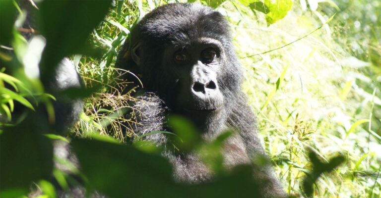 Photo of a Gorilla while trekking int he tour Uganda Safari Mountain Gorillas & Chimpanzees Trekking.