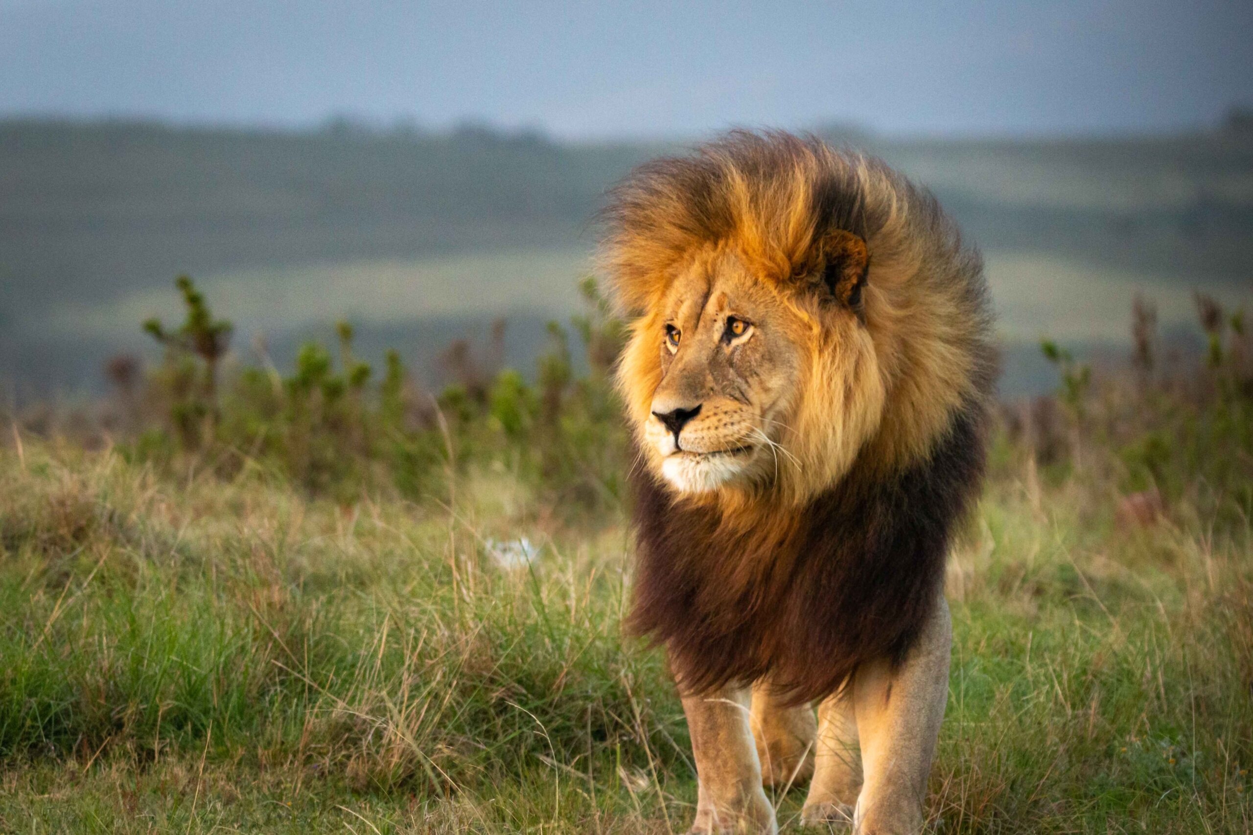 A lion in the wild, photographed during the 'South Africa: Untamed Beauty and African Wilderness' tour.